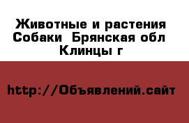 Животные и растения Собаки. Брянская обл.,Клинцы г.